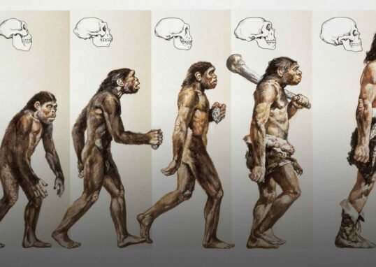 Ancient Human